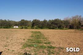 Quietly situated finca with vineyards, olive trees and beautiful fruit garden