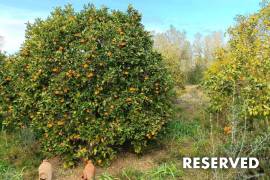 Renovated finca rústica with ETV rental licence
